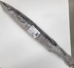 BARRACUDA ENTIER 1 A 2 KG