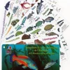 LIVRE DECOUVERTE DES ESPECES DE L'ATLANTIQUE 8 PLAQUETTES TURTLE PROD