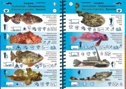 LIVRE PICTOLIFE ATLANTIQUE ET MANCHE TURTLE PROD