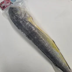 MAHI MAHI ENTIER 1.8 KG Hibifish